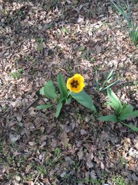 High angle view of yellow flower