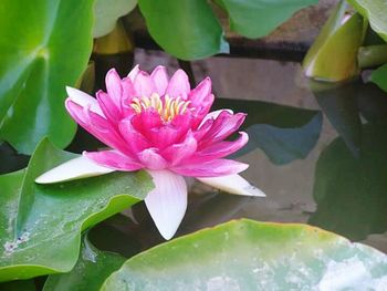 Close-up of lotus water lily in pond