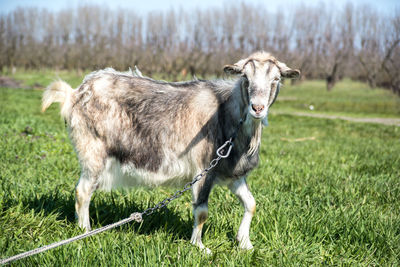 Portrait of a horse on field