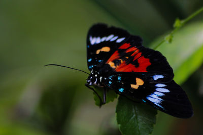 Close-up of butterfly perching on leaf