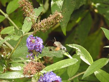 Close-up of bee pollinating on fresh white flower blooming outdoors