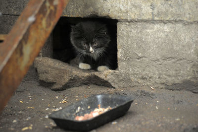 Portrait of black cat on wall