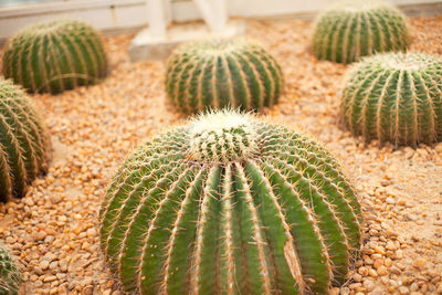 Close-up of prickly pear cactus