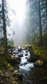 Scenic view of forest against sky