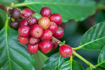 Close-up of cherries growing on tree