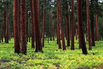 Trees in forest