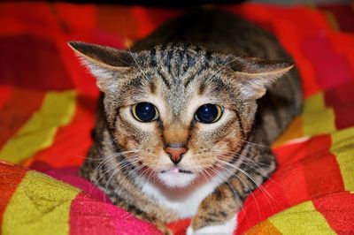 Close-up portrait of tabby cat