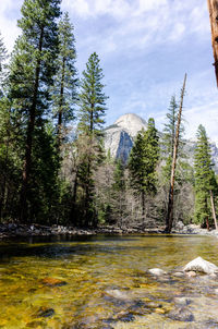 Scenic view of lake in forest against sky
