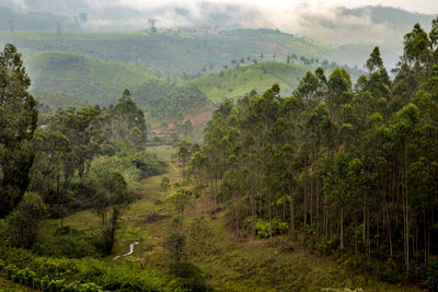 Scenic view of forest