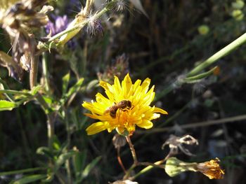 Close-up of insect pollinating yellow flower