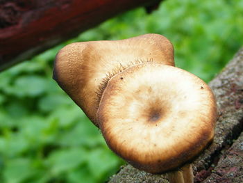 Close-up of mushroom