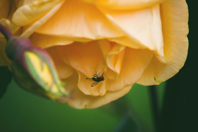 Close-up of insect on yellow flower