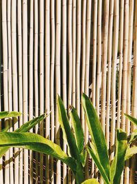 Close-up of bamboo plant