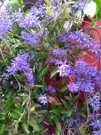 High angle view of purple flowering plants