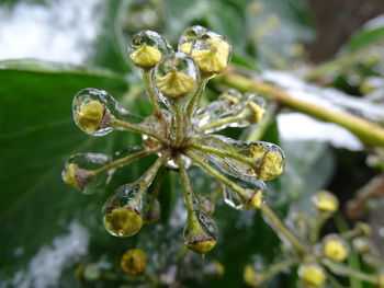 Close-up of plant against blurred background