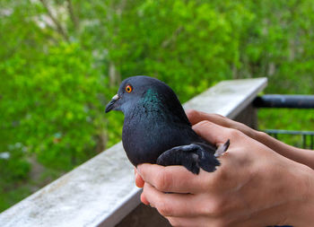 Close-up of hand holding bird