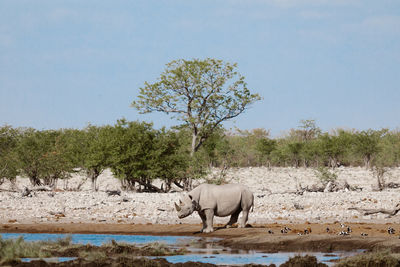 Huge rhino standing near lake with fresh water on sunny day in savanna