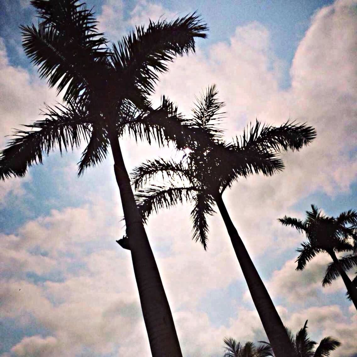 low angle view, sky, palm tree, tree, cloud - sky, silhouette, tree trunk, tranquility, cloudy, cloud, growth, nature, beauty in nature, scenics, sunset, tall - high, tranquil scene, branch, outdoors, no people