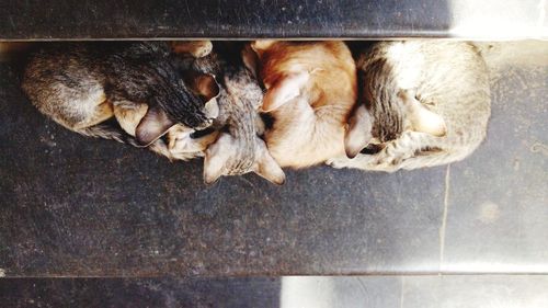 High angle view of cat sleeping on floor