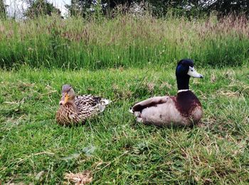 Ducks on a field