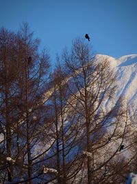 Low angle view of bird perching on bare tree