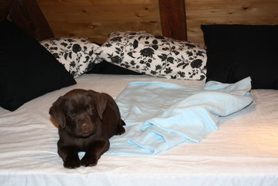 Dog lying on bed