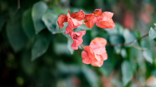 Close-up of pink flowering plant