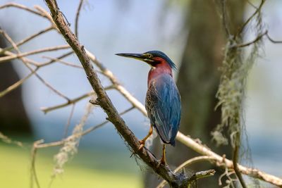 Close-up of bird perching on branch