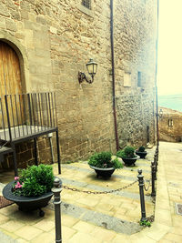 Potted plants on table by wall of house