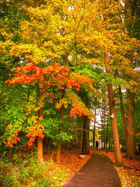 Footpath amidst trees in park during autumn