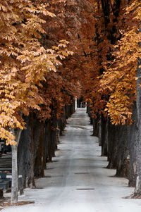 Footpath amidst trees in park during autumn