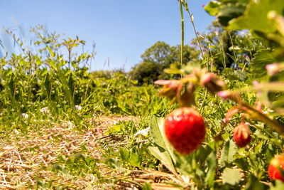 Close-up of fruits growing on field