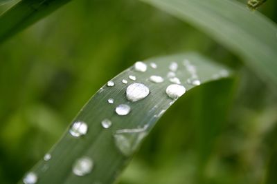 Close-up of water drops on leaf