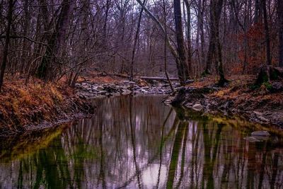 Reflection of trees in water