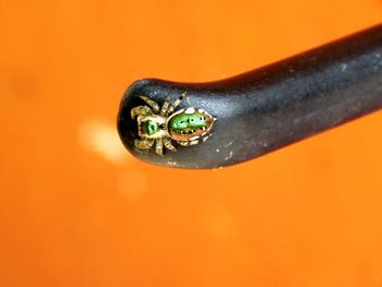 Close-up of ladybug on orange leaf