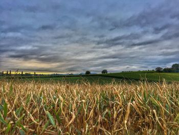 Scenic view of wheat field against cloudy sky