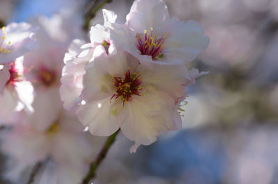 Close-up of white cherry blossom