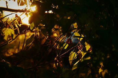 Low angle view of plants