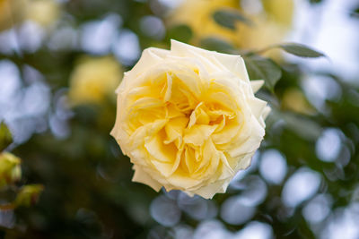 Close-up of rose flower