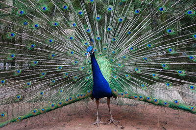 Close-up of peacock