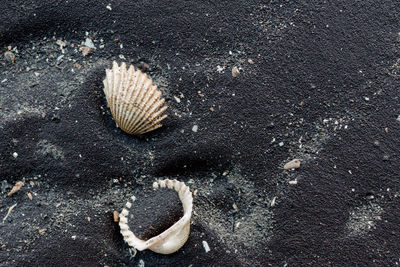 Shells on the ground