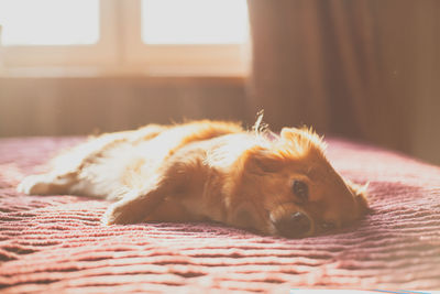 Portrait of dog resting on bed