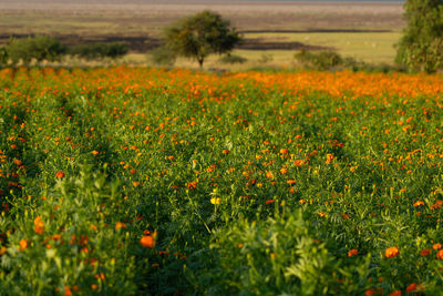 Close-up of yellow flowering plants on field