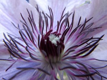 Close-up of pink flowers