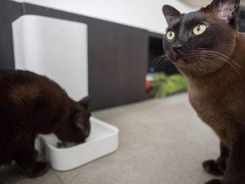 Close-up of a cat looking away