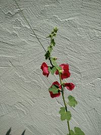 Close-up of red flowers
