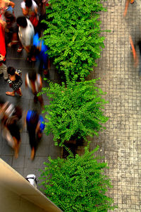 High angle view of people walking by plants in city