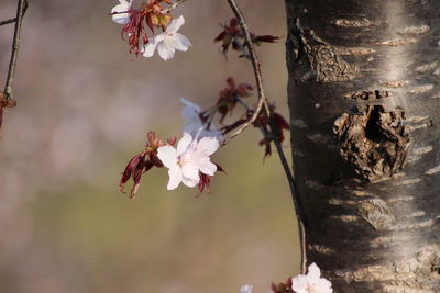 Close-up of cherry blossom plant