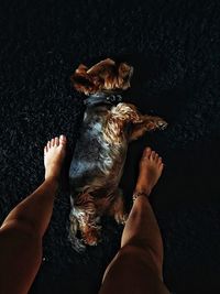 Low section of man standing by dog on rug