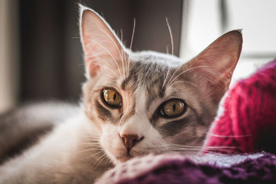 Close-up portrait of a cat